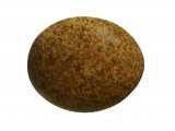 Illustration of Kestrel egg (Faco tinnunculus (#1045)
