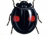 Illustration of Kidney-spot Ladybird (Chilocorus renipustulatus) (#0898)