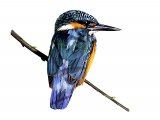 Illustration of Kingfisher (Alcedo atthis) (#1311)