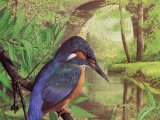 Illustration of Kingfisher (Alcedo atthis) (#2899)