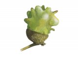 Illustration of Knapper Gall (Andricus quercuscalicis) (#2874)