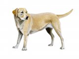 Illustration of Labrador Dog (Canis lupus familiaris) (#3749)