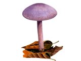 Illustration of Laccaria amethystina (Amethyst Deceiver) (#3995)