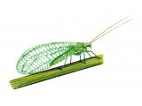 Illustration of Lacewing  (Chrysopa 7-punctata (#0889)