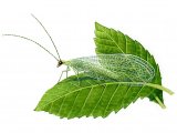 Illustration of Lacewing  (Chrysopa 7-punctata (#0888)