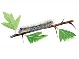 Illustration of Lackey Moth Caterpillar (Malacosoma neustria) (#2526)