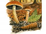 Illustration of Lacrymaria pyrotricha (#3491)