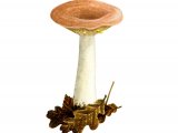 Illustration of Lactarius chrysorrheus (Yellowdrop Milkcap) (#1910)