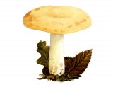 Illustration of Lactarius flavidus (#1912)