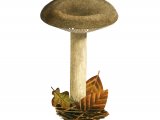 Illustration of Lactarius fuliginosus (Sooty Milkcap) (#3503)
