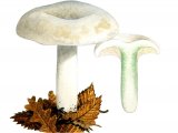 Illustration of Lactarius glaucescens (#1931)