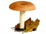 Illustration of Lactarius mairei (#1923)