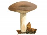 Illustration of Lactarius pterosporus (#3504)