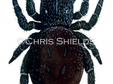 Illustration of Ladybird Spider female (Eresus sandaliatus) (#4238)