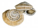 Illustration of Land Snail (Trochoidea carinatoglobosa) (#4654)