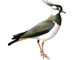 Illustration of Lapwing (Vanellus vanellus) (#2091)