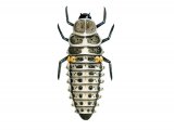 Illustration of Larch Ladybird Larvae (Aphidecta obliterata) (#1798)