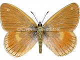 Illustration of Large Heath (male) Coenonympha tullia scotica (#0307)