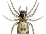 Illustration of Large Lace-web Spider (Amaurobius similis) (#1219)