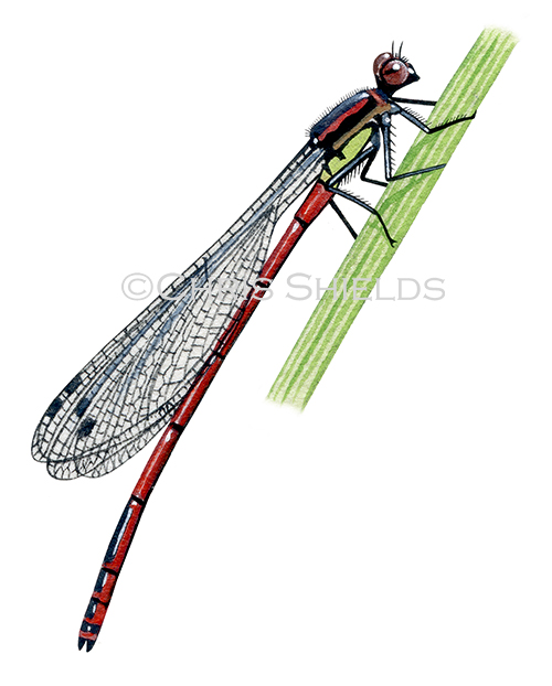 Illustration of Large Red Damselfly (Pyrrhosoma nymphula) (#1289)