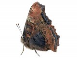 Illustration of Large Tortoiseshell (Nymphalis polychloros) (#4142)