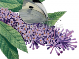 Illustration of Large White (Pieris brassicae) (#0311)