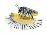 Illustration of Leaf-cutting Bee (Megachile ligniseca) (#3827)