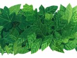 Illustration of Leaves (#2594)