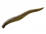 Illustration of Leech (Erpobdella octoculata) (#2281)