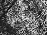 Illustration of Leopard (Panthera pardus) (#2315)