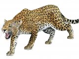 Illustration of Leopard (Panthera pardus) (#4391)
