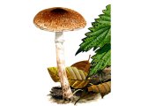 Illustration of Lepiota boudieri (#3350)