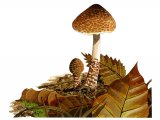 Illustration of Lepiota castanea (#3353)