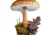 Illustration of Lepiota cortinarius var. cortinarius (#3512)