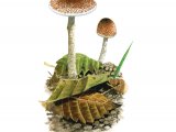 Illustration of Lepiota echinella var. rhodorhiza (#3358)