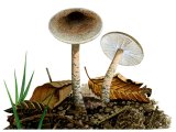 Illustration of Lepiota grangei (Green Dapperling) (#3510)