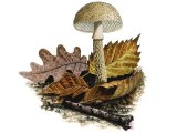 Illustration of Lepiota pseudoasperula (#3372)