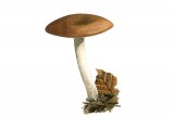 Illustration of Lepista ovispora (#3993)