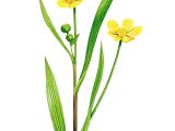 Illustration of Lesser Spearwort (Ranunculus Flammula) (#4138)