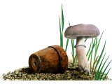 Illustration of Leucoagaricus carneifolis (#3521)