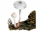 Illustration of Leucoagaricus georginae (#3523)