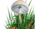 Illustration of Leucoagaricus levcothites (#3522)