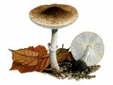 Illustration of Leucoagaricus marriagei (#3526)