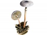 Illustration of Leucoagaricus melanotrichus (#3527)