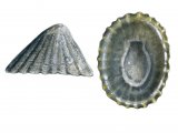 Illustration of Limpet (Common) Patella vulgata (#0769)