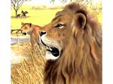Illustration of Lion (Panthera leo) (#0671)