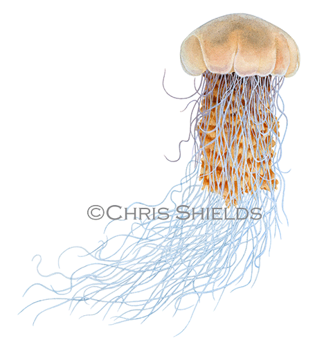 Illustration of Lions Mane Jellyfish (Cyanea capillata) (#4596)