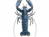 Illustration of Lobster (Homarus gammarus) (#2050)