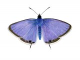 Illustration of Long-tailed Blue (Lampides boeticus) (#3552)