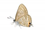 Illustration of Long-tailed Blue (Lampides boeticus) (#3556)